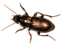 Harpalus affinis